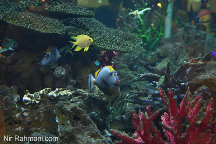 Fish aquarium at Phuket Graceland Resort and Spa