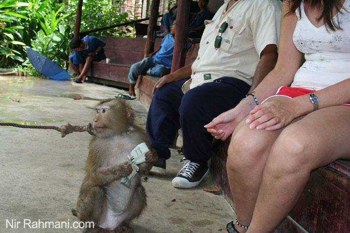 Monkey show tour in Phuket