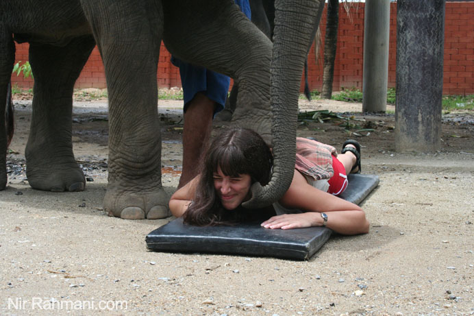 Elephant massage in Phuket
